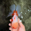 A Grade Red White Oranda Female 6 inches #072426OR_17