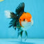 A Grade Tricolor Oranda Female 5 inches #082225OR_23