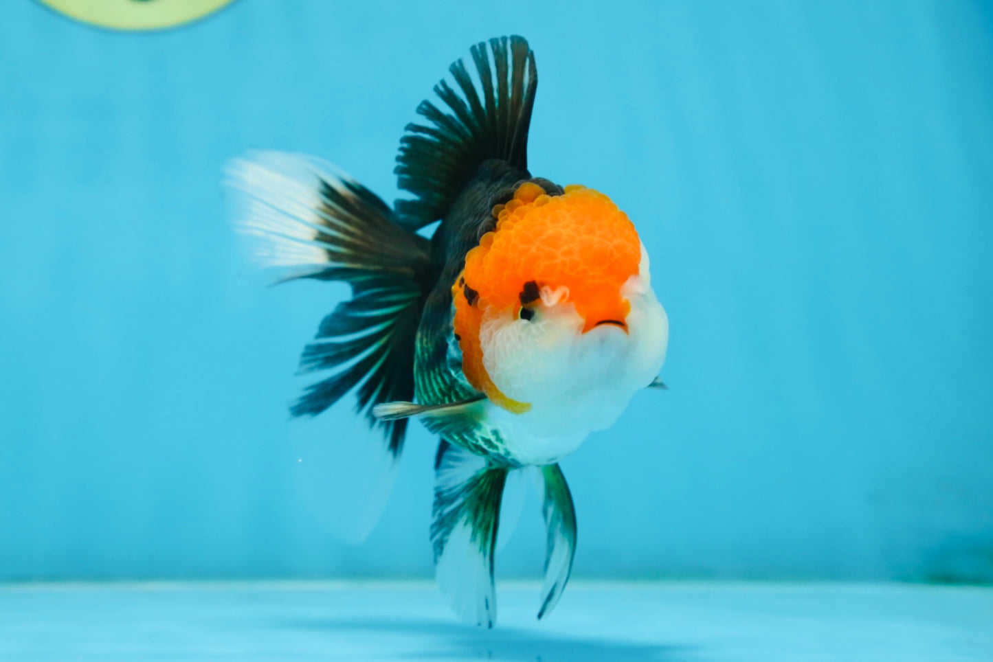 A Grade Tricolor Oranda Female 5 inches #082225OR_23