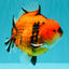 CHARLIE AAA Grade Tiger Yuanbao Male 5 inches #100226YB_03