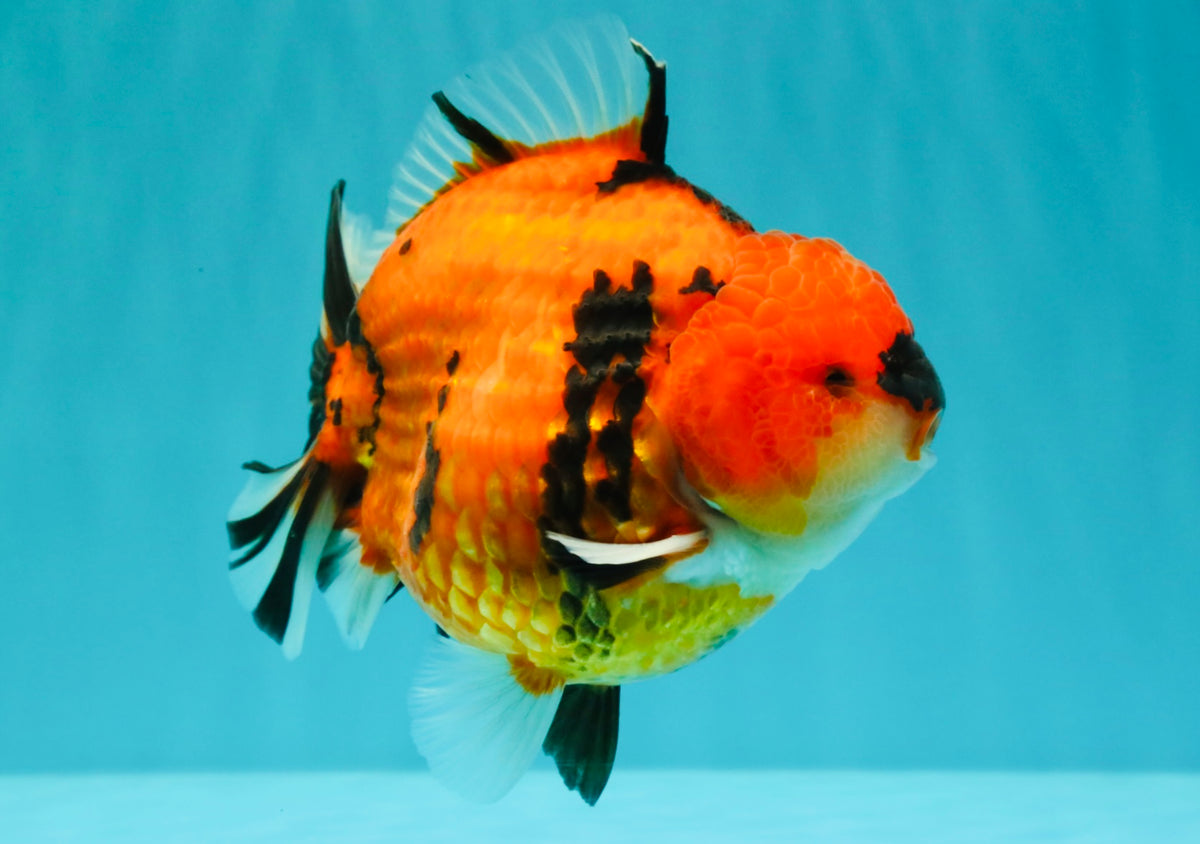 CHARLIE AAA Grade Tiger Yuanbao Male 5 inches #100226YB_03