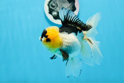 Panda Oranda femelle avec des yeux boutonnés de qualité AAA, 5 pouces #0906OR_25