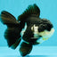 FLUFFY Panda Oranda Male 5 inches #032026OR_11