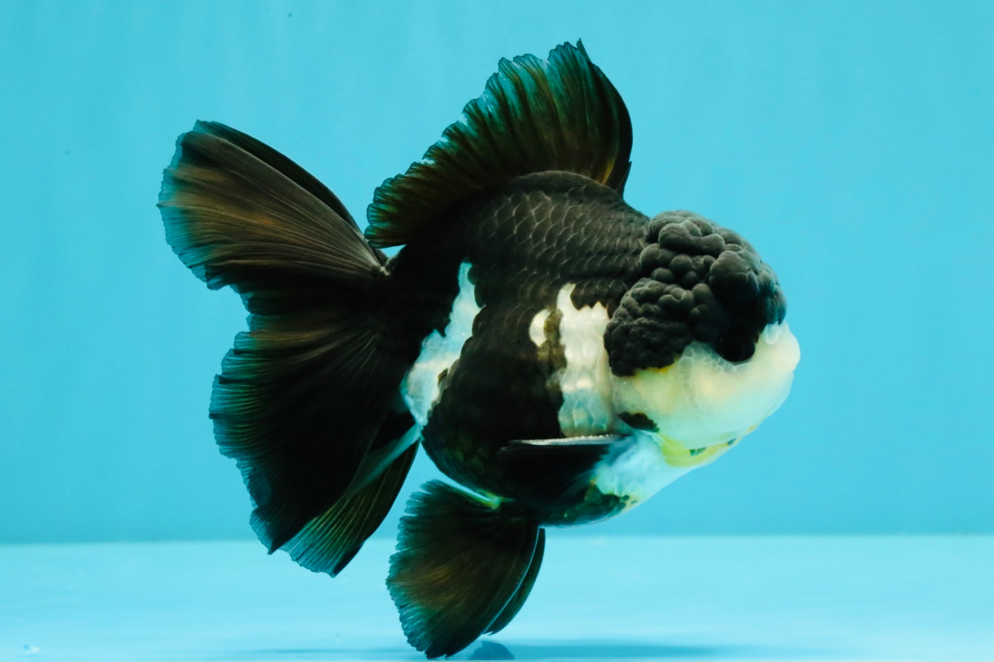 FLUFFY Panda Oranda Male 5 inches #032026OR_11