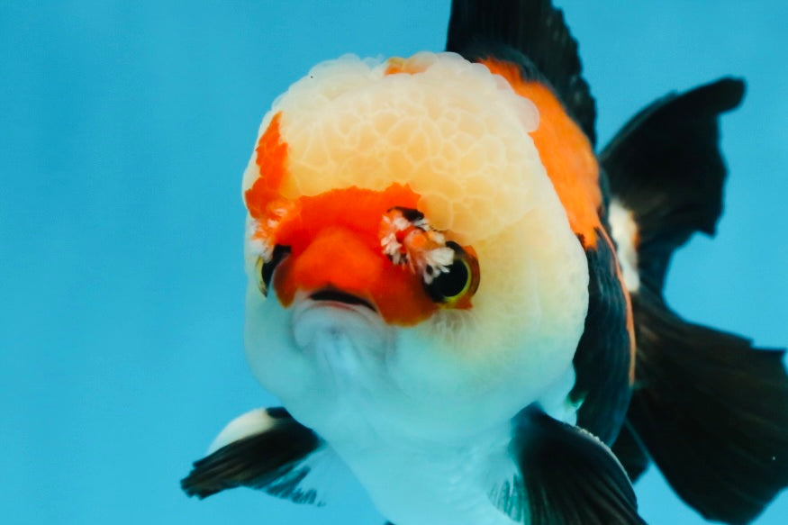 A Grade Adorable Pompom Tricolor Yuanbao Male 4-4.5 inches #071125YB_19