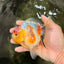 UNIQUE A Grade Marble Red Head Oranda Male 4.5-5 inches #090426OR_05