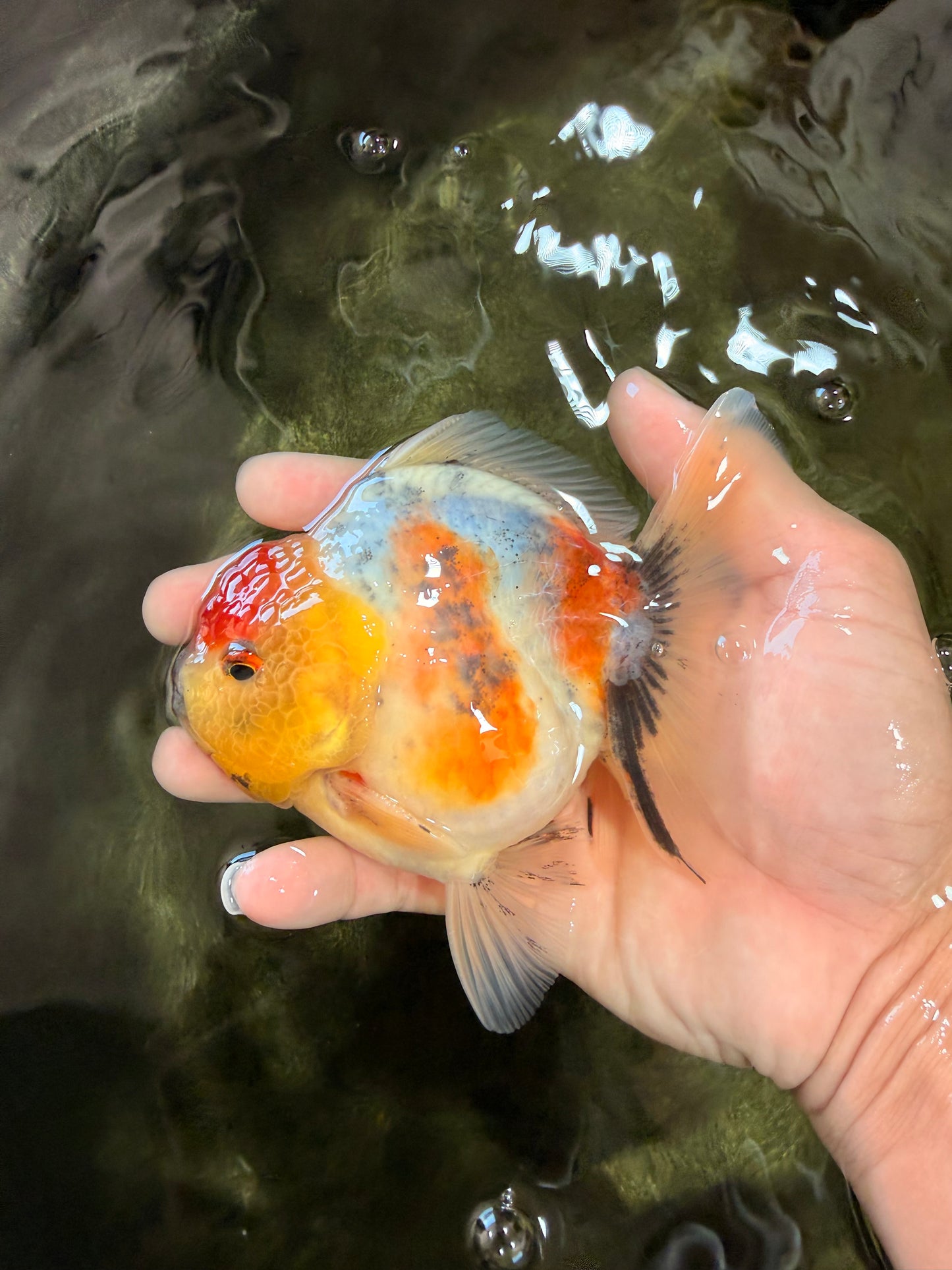 UNIQUE A Grade Marble Red Head Oranda Male 4.5-5 inches #090426OR_05