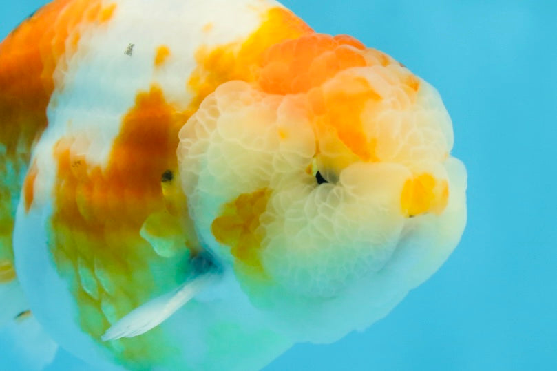 AAA Grade CHUBBY Sakura LionKing 5 inches #062025LC_03