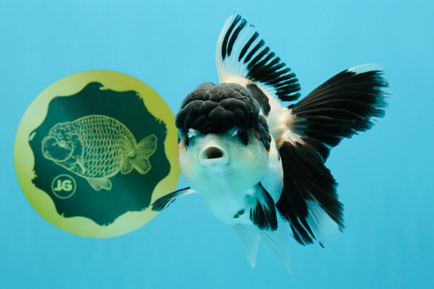 A Grade Tricolor Oranda Female 5.5 inches #022726OR_30