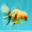 AAA Grade Calico Oranda Male 6-6.5 inches #070626OR_18
