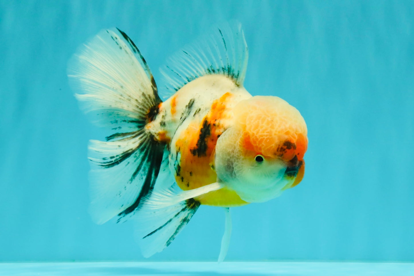 AAA Grade Calico Oranda Male 6-6.5 inches #070626OR_18