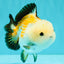 A Grade Tricolor Yuanbao Male 4.5-5 inches #082126YB_24