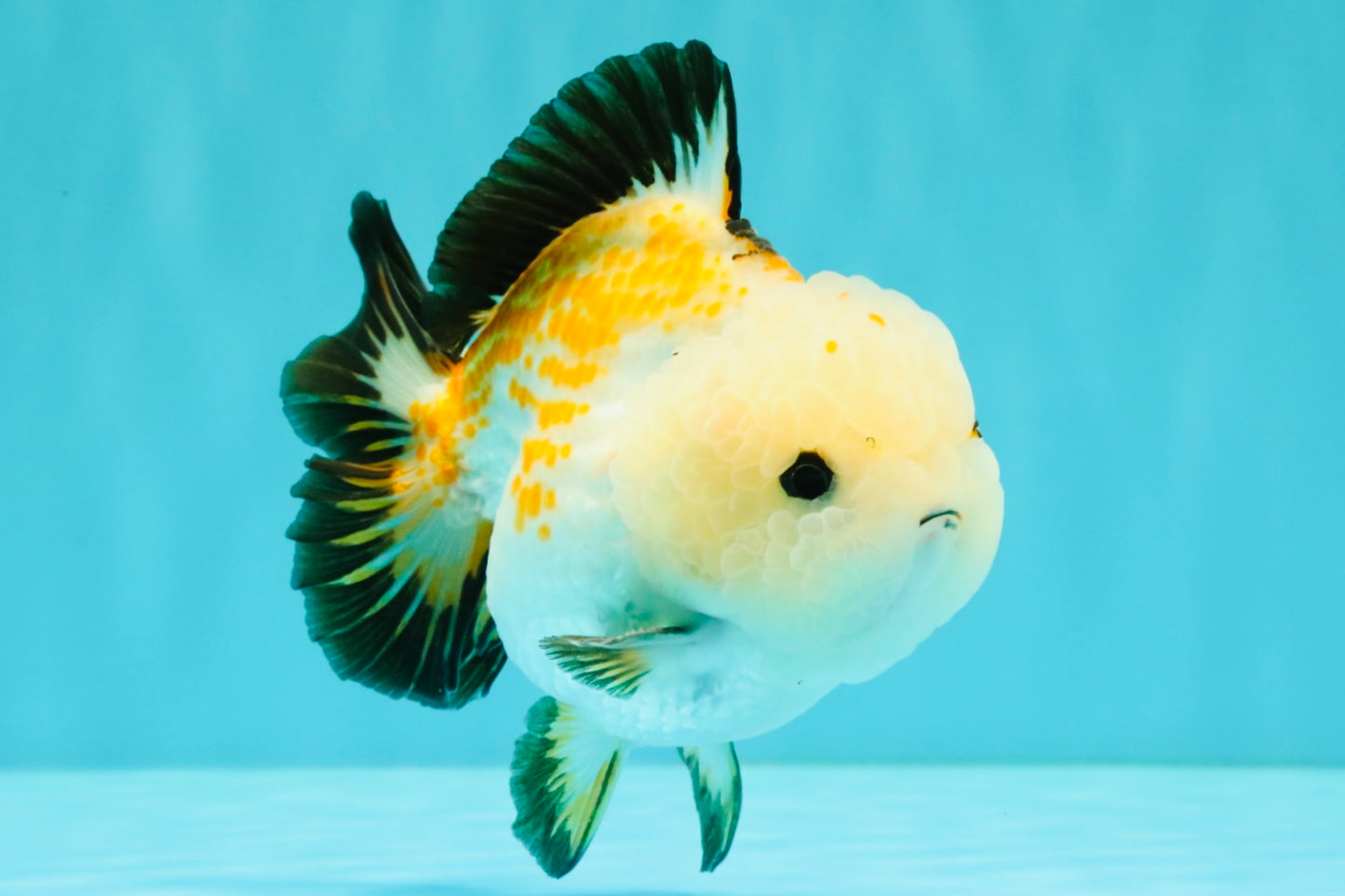 A Grade Tricolor Yuanbao Male 4.5-5 inches #082126YB_24