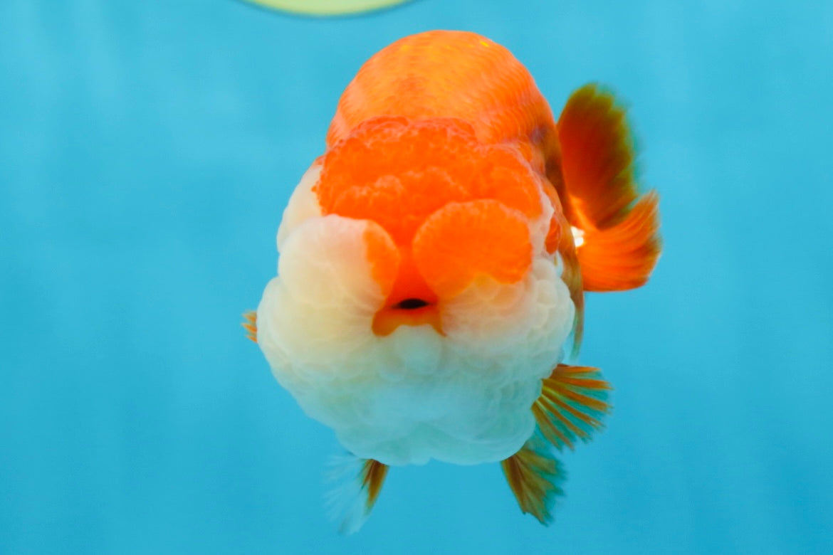 A Grade Royal Candy Chunk Red White LionKing 4-4.5 inches #062025LC_05