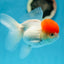 AAA Grade Tomato Head Oranda Female 4.5 inches #0818OR_14