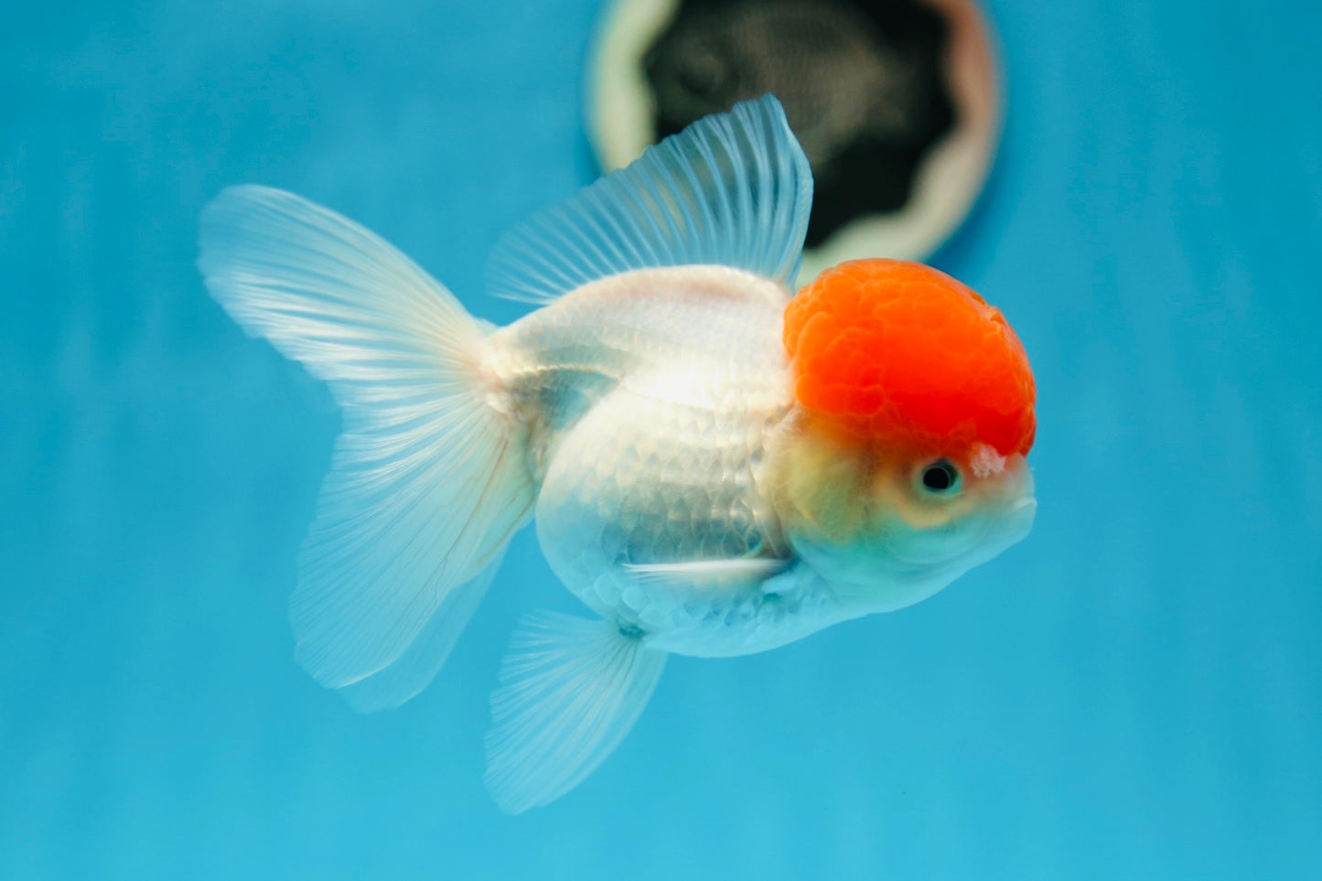 AAA Grade Tomato Head Oranda Female 4.5 inches #0818OR_14