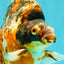 AAA Grade Special Indonesia Calico Ryukin Male 6-6.5 inches #100226RK_01