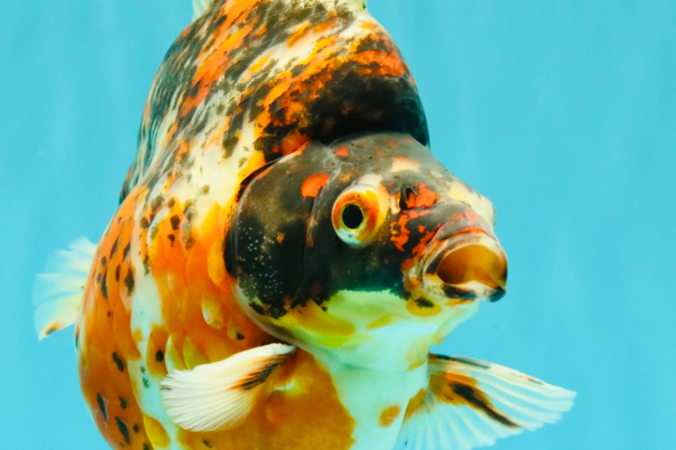AAA Grade Special Indonesia Calico Ryukin Male 6-6.5 inches #100226RK_01