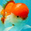 AAA Grade Peach Red White Oranda Male 5 inches #062626OR_30