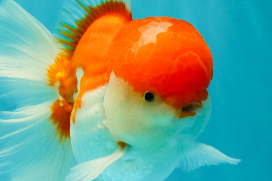 AAA Grade Peach Red White Oranda Male 5 inches #062626OR_30