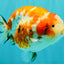 SPECIAL A Grade Kohaku Diamond Scale Sakura Ranchu Female 5.5-6 inches #100926RC_33