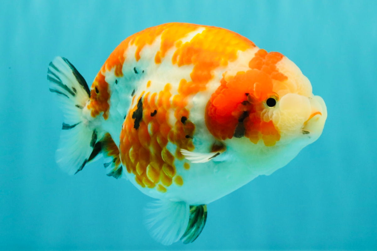 SPECIAL A Grade Kohaku Diamond Scale Sakura Ranchu Female 5.5-6 inches #100926RC_33