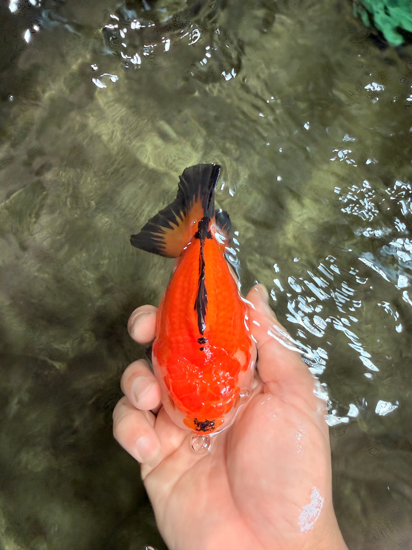 ADORABLE AAA Grade Tricolor Yuanbao Male 4.5-5 inches #080726YB_27