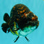 Tiger Ranchu Female 6 inches #100926RC_32