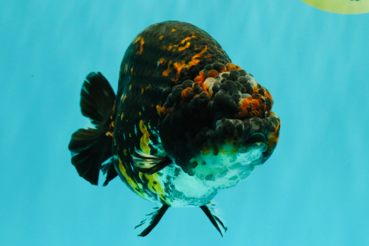 Tiger Ranchu Female 6 inches #100926RC_32