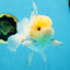 A Grade Cloudy White Oranda Male 5-5.5 inches #071125OR_12
