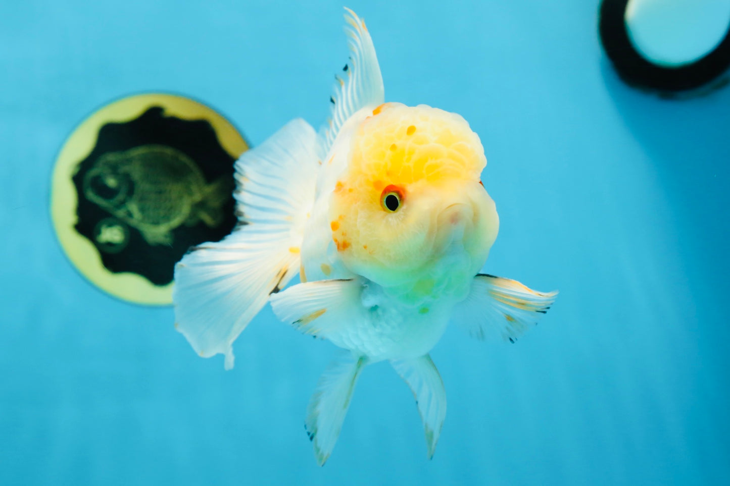 A Grade Cloudy White Oranda Male 5-5.5 inches #071125OR_12