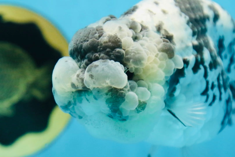 AAA Grade UNIQUE White Tiger LionQueen 4.5-5 inches #090525LC_03