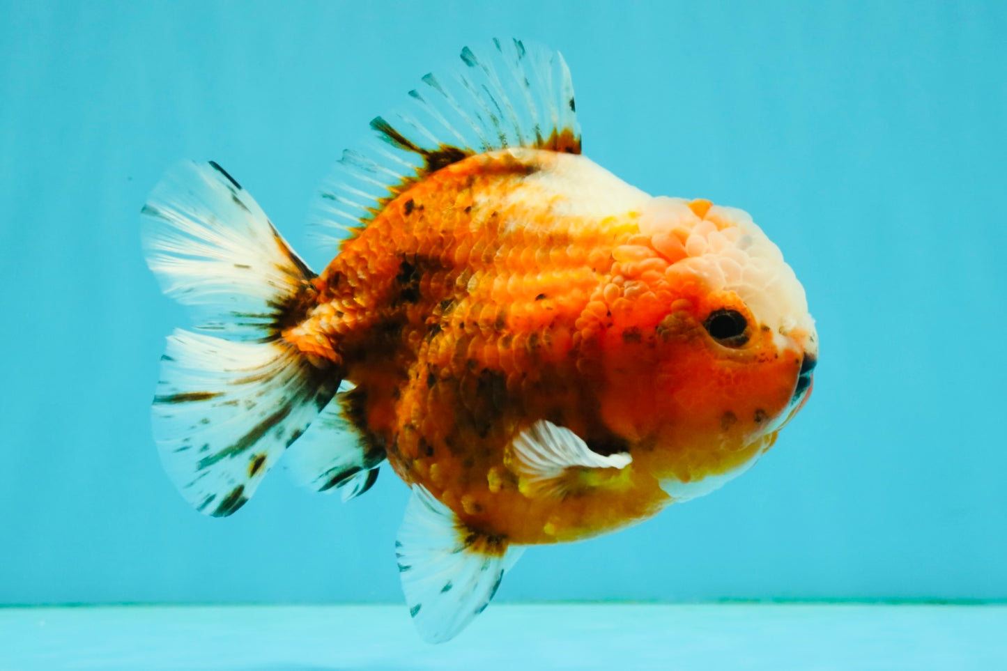 UNIQUE A Grade Sakura Oranda Male 5.5-6  inches #042426OR_14