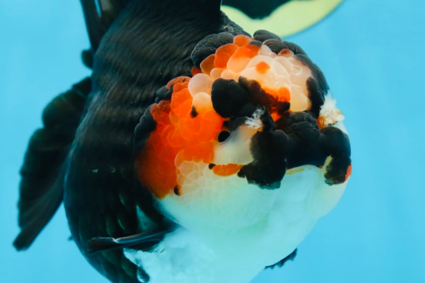 SHOW GRADE UNIQUE Godzilla Tricolor Yuanbao 5.5-6 inches #080825YB_888