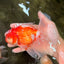 A Grade Red White Oranda Male 5.5 inches #102326OR_10