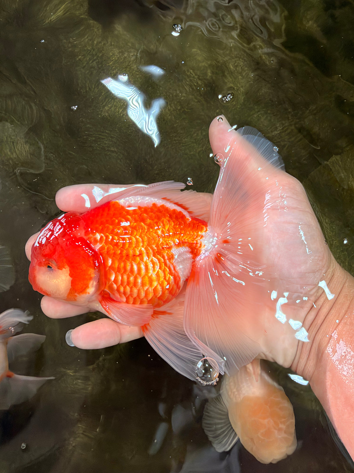A Grade Red White Oranda Male 5.5 inches #102326OR_10