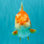 CHUBBY AAA Grade Red White Oranda Male 6 inches #081426OR_01
