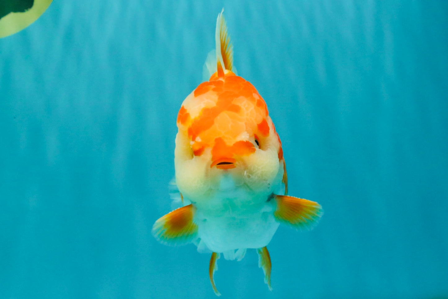 CHUBBY AAA Grade Red White Oranda Male 6 inches #081426OR_01
