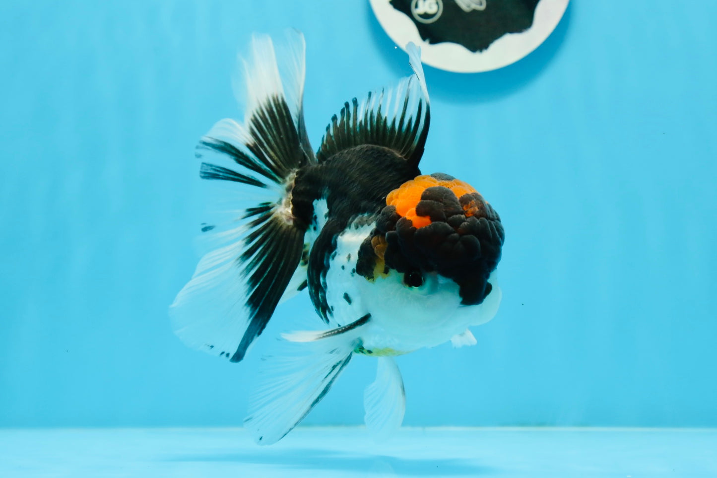 A Grade Tricolor Oranda Male 5.5 inches #0920OR_24