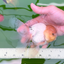 AAA Grade Lemonhead Rose Tail Oranda Male 5.5 inches #0503OR_08