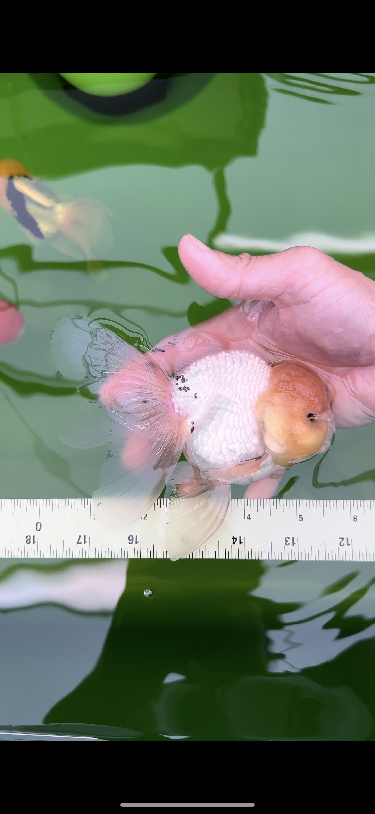 AAA Grade Lemonhead Rose Tail Oranda Male 5.5 inches #0503OR_08