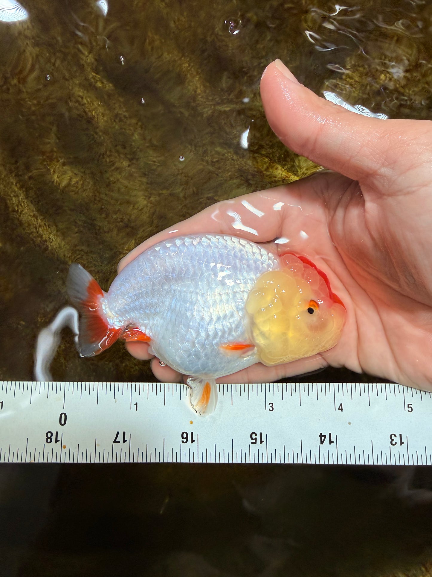 AAA Grade Red White LionQueen 4 inches #103125LC_28