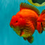 TOMATO A Grade Solid Red Yuanbao Male 5.5-6 inches #100226YB_10