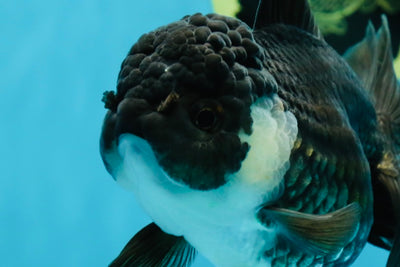 A Grade Chubby Panda Oranda Female 5.5 inches #011025OR_12