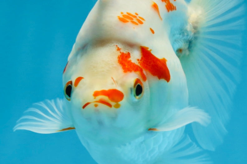 A Grade Kohaku Ryukin Red White Female 4.5-5 inches #070425RK_01