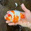 AAA Grade Special Red White Kohaku Chinese Ranchu Male 5 inches #101025RC_20