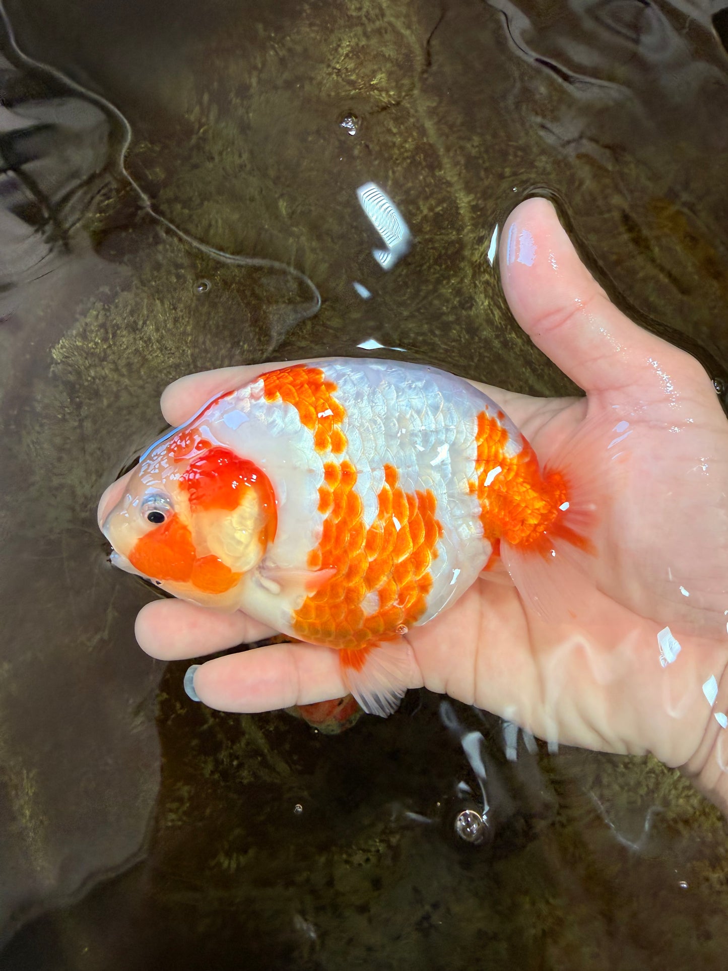 AAA Grade Special Red White Kohaku Chinese Ranchu Male 5 inches #101025RC_20