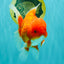 A Grade Red White Oranda Male 6 inches #101626OR_06