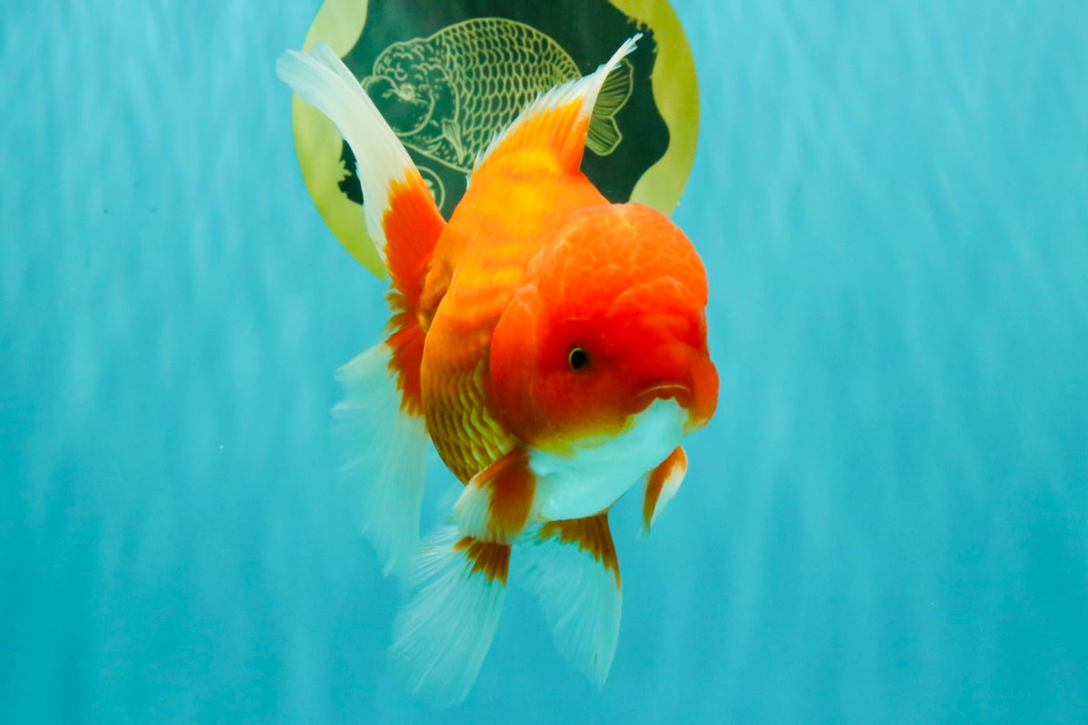 A Grade Red White Oranda Male 6 inches #101626OR_06
