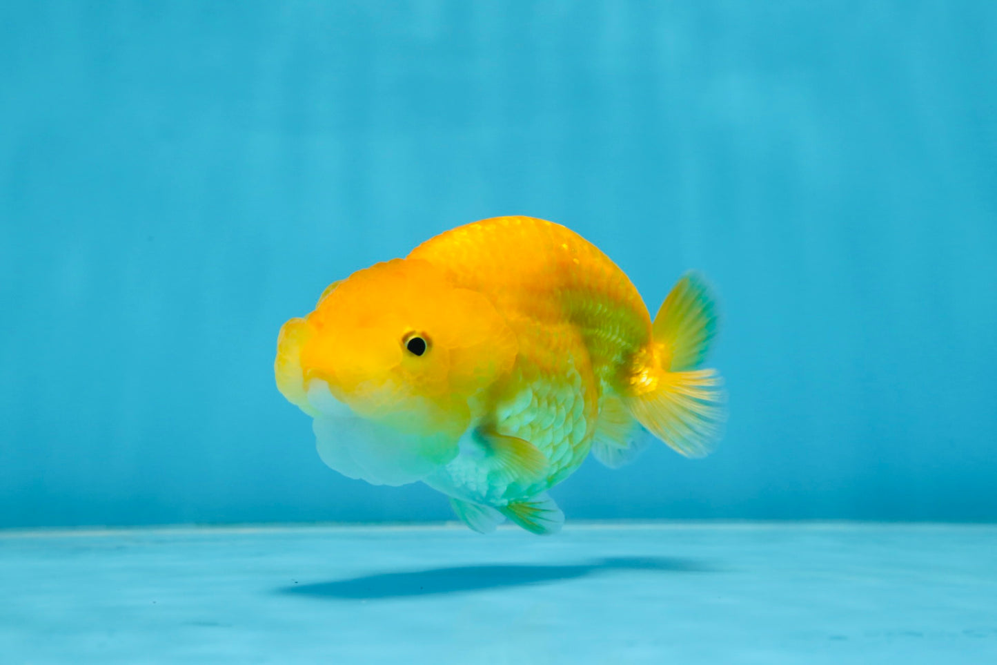 Cheese LionChu Female 4 inches #070425LC_14